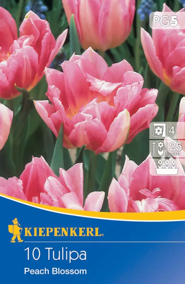 Tulipán ´Peach Blossom´ v kvetináči