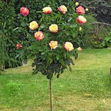 Rosa ´Orient Expres´ (Ruža stromková)