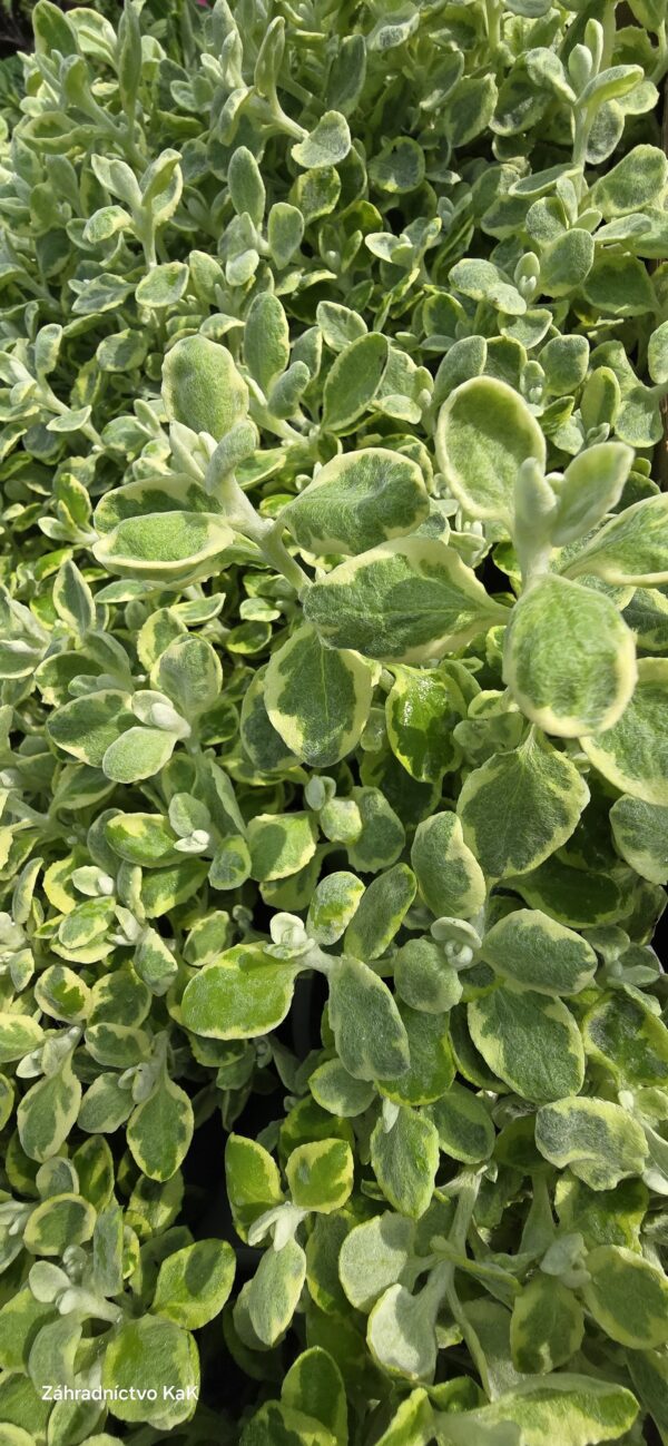 Helichrysum petiolare ´Variegata´