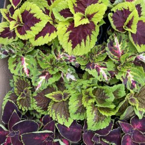 Coleus (Africká žihľava)
