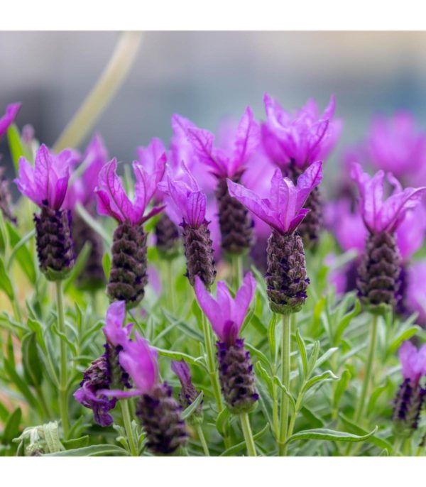 Lavandula france (Levanduľa francúzska)