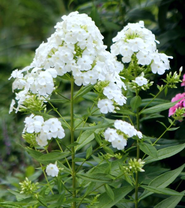 Phlox  paniculata 'David' (Flox metlinatý) ° - posledné 2ks