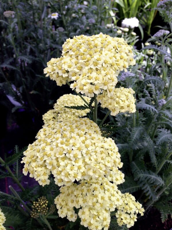 Achillea ´Credo´ (Rebríček). - Image 2