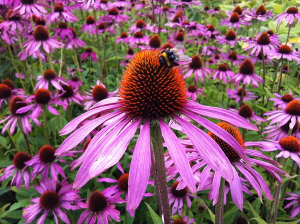 Echinacea purpurea (Echinacea) ´