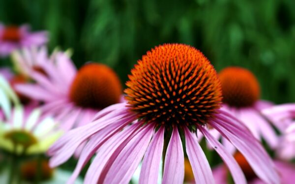 Echinacea purpurea (Echinacea) ´ - Image 2