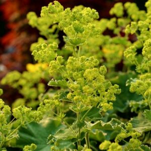 Alchemilla mollis 'Irish Silk'  (Alchemilka mäkká)