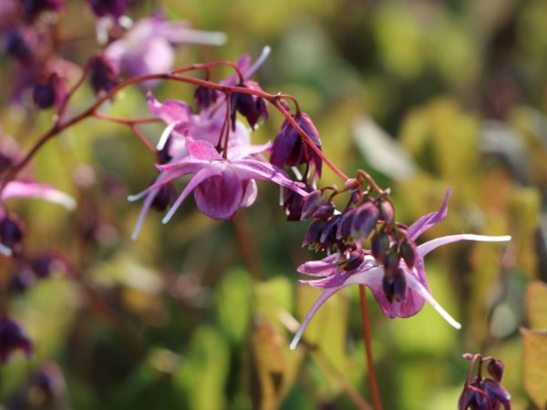 Epimedium grandiflorum ´Lilafee´ (Krpčiarka veľkokvetá) - Image 2