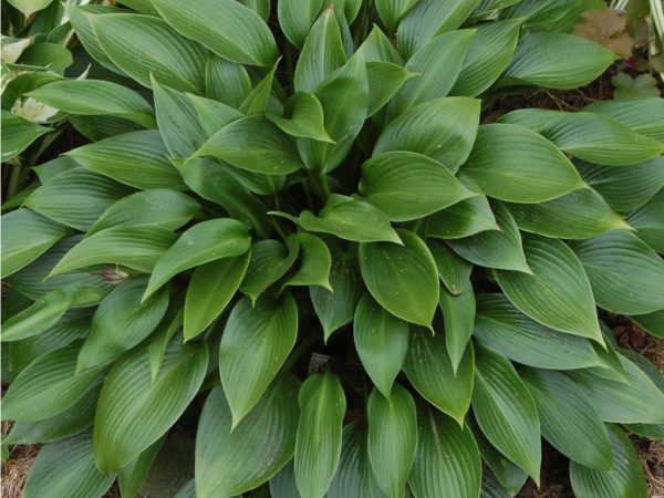 Hosta 'Devon Green' (Funkia) - Image 2