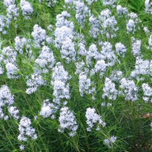 Amsonia hubrichtii (Amsónia hubrichtii)