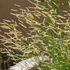 Bouteloua gracilis (Grama štíhla) .
