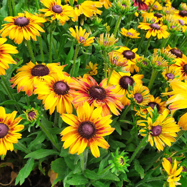 Rudbeckia 'SmileyZ™ Giggling' (Rudbekia) - Image 2
