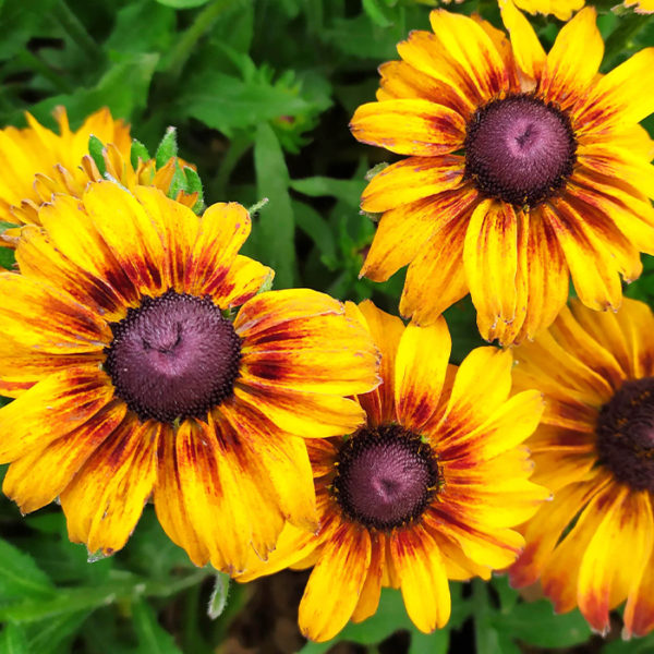 Rudbeckia 'SmileyZ™ Giggling' (Rudbekia)