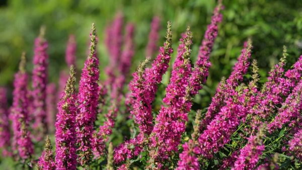 Lythrum salicaria ´Zigeunerblut´ (Vrbica vrbolistá) /