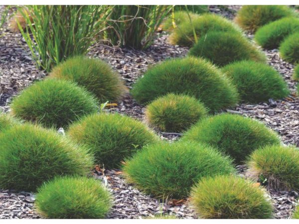 Festuca gautieri 'Teddybär' (Kostrava skvostná) °