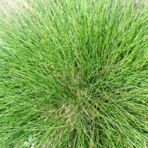 Festuca cinerea ´Festina´ (Kostrava ´Festina´ )