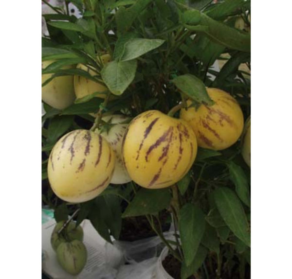 SOLANUM MURICATUM ´COPA®´ (Pepino) °