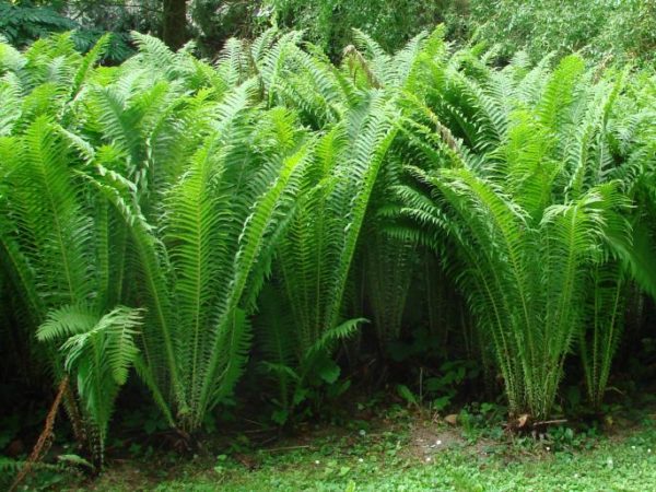 Matteuccia struthiopteris (Perovník pštrosí) - Image 2