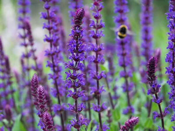 Salvia nemorosa ´Salvatore´ (Šalvia hájna) ° - Image 2