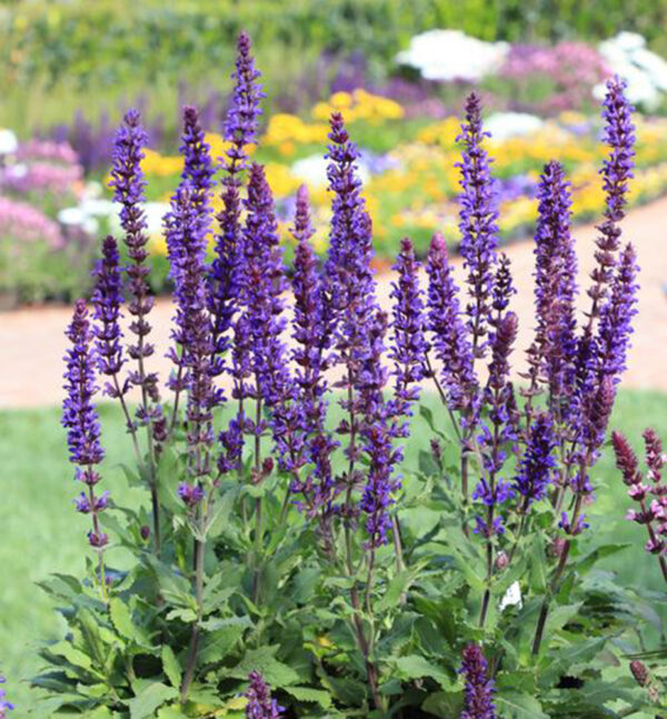 Salvia nemorosa ´Salvatore´ (Šalvia hájna) °