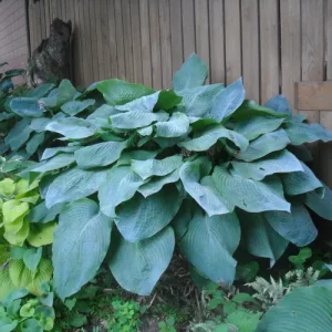 Hosta ´Big Daddy´ (Funkia)
