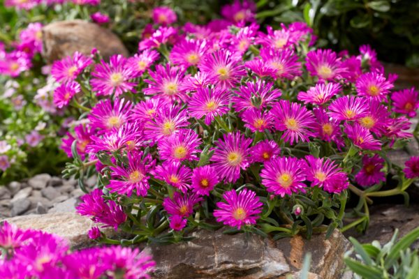 Delosperma cooperi ´Ocean Sunset Violet´(Poludňovka)