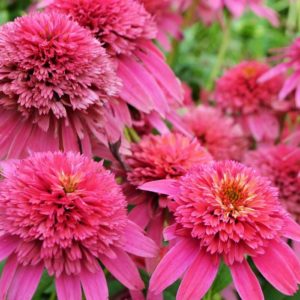 Echinacea ´Raspberry Truffle´ (Echinacea)