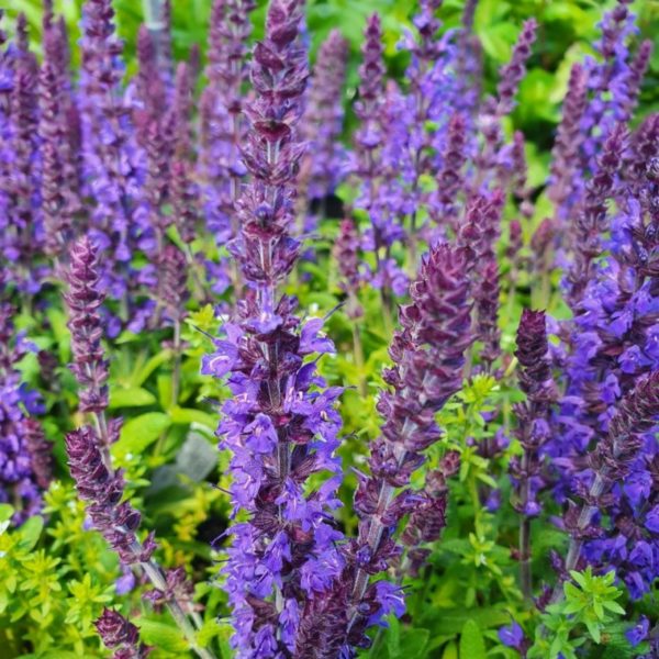 Salvia nemorosa ´Synchro Blue´ (Šalvia hájna)