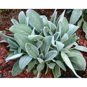 Stachys byzantina (Čistec vlnatý) posledný 1 ks