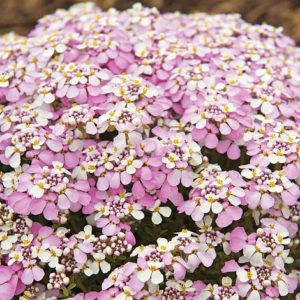 Iberis hybrida ´Pink Ice´ (Iberka)
