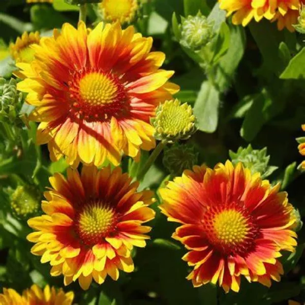 Gaillardia ´African Sunset´ (Kokarda)