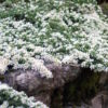 Aster ericoides ´Snowflurry´ (Astra vresovcovitá)