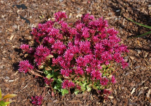 Sedum spurium ´Spot on Deep Rose´ (Rozchodník)