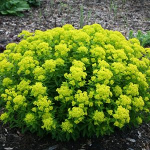 Euphorbia palustris ( Mliečnik) - posledných 7ks.