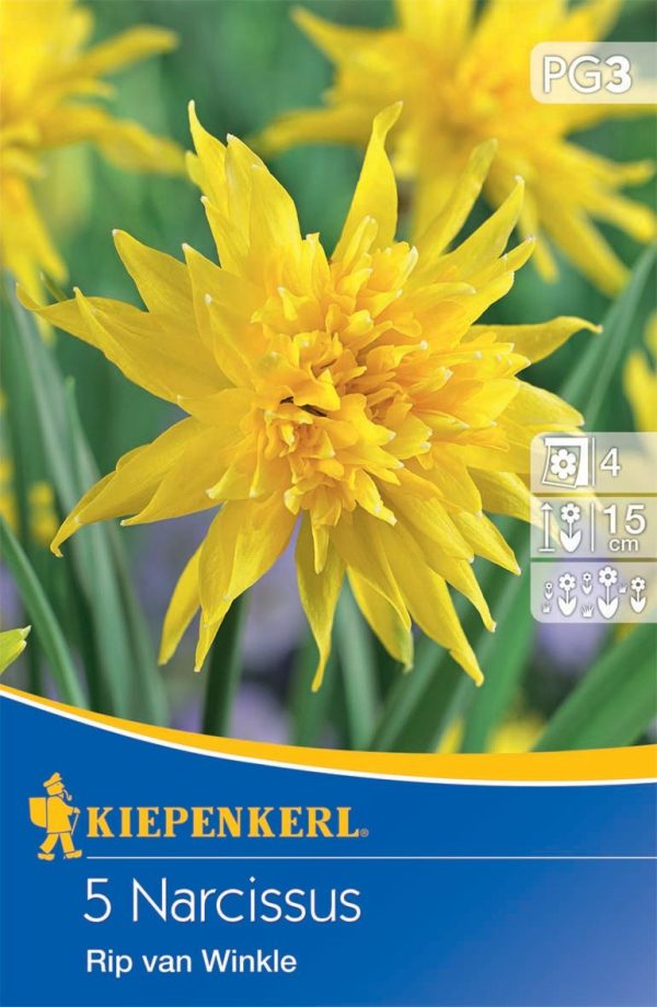 Narcissus ´Rip van Winkle´ (Narcisy)  - 3 balenia skladom