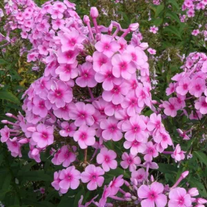 Phlox paniculata ´MISS PEPPER´ (Flox metlinatý).
