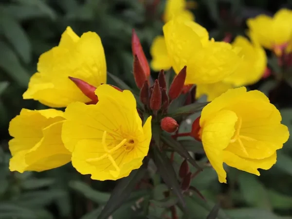 Oenothera tetragona (Pupalka štvorhranná) ´