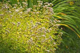 Origanum vulgare 'Aureum' (Oregáno).