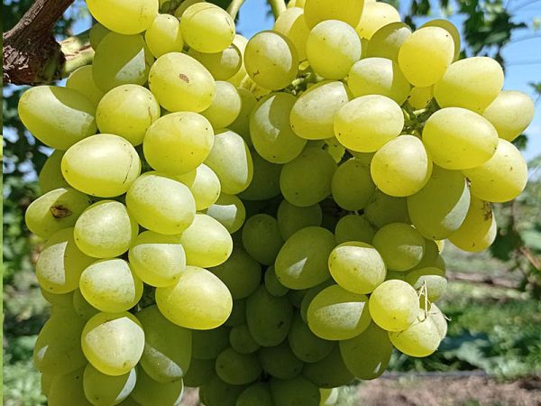 Vitis vinifera  (Hrozno stolové ´Arkadia´) - Image 2