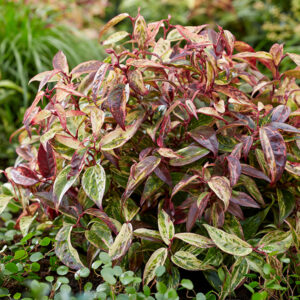 Leucothoe fontanesiana ´Makijaz´ (Leukote)  - posledný 1ks