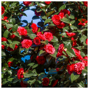 Camellia japonica ´Lady Campbell´ (Kamélia japonská)