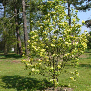 Magnolia ´Daphne´ (Magnólia)