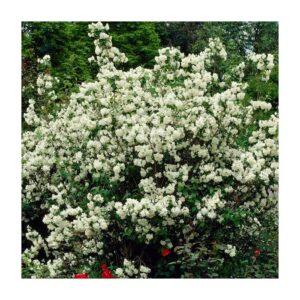 Philadelphus ´Virginal´ (Pajazmín vencový) ´