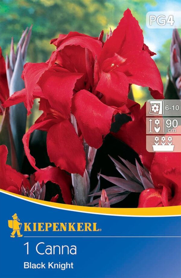 Canna ´Black Knight´