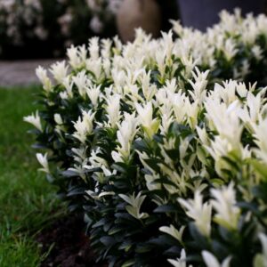 Euonymus jap. ´Paloma Blanca´ (Bršlen japonský)