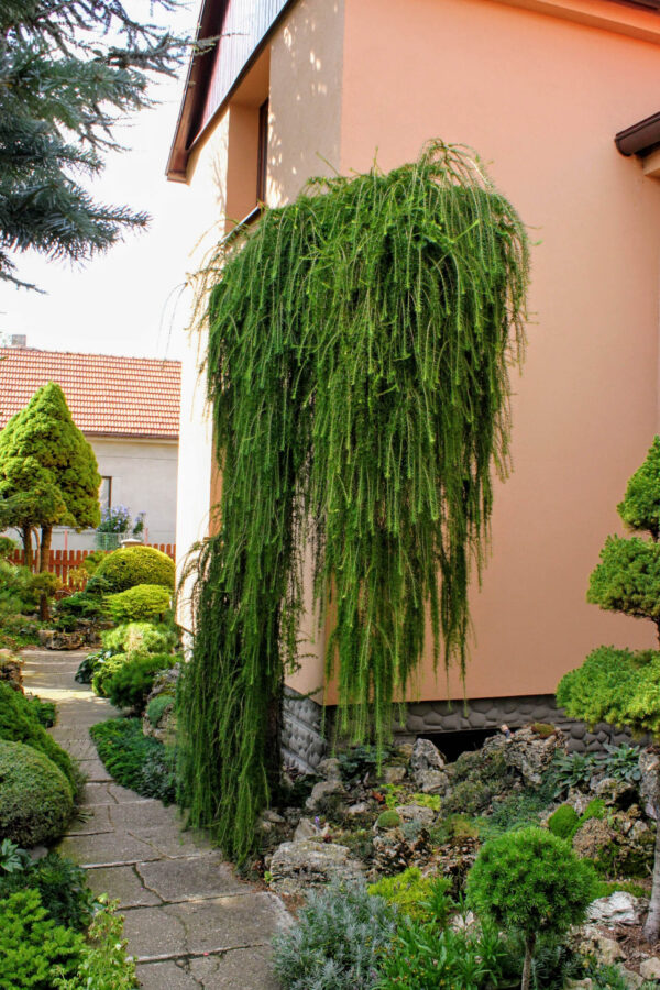 Larix decidua ´Puli´ (Smrekovec opadavý) ´