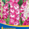 Gladiolus ´Jo Jo´ (Gladiola)