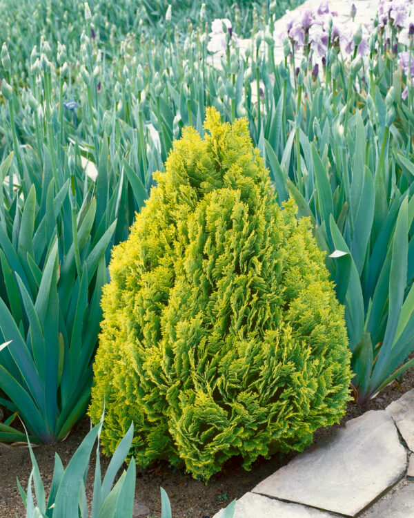Thuja orientalis ´Elegantissima´ (Tuja východná)