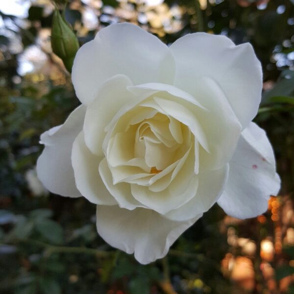 Rosa ´Korbin´ (Ruža kríčková veľkokvetá)