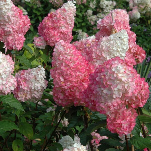 Hydrangea paniculata ´Vanille Fraise´ (Hortenzia metlinatá)