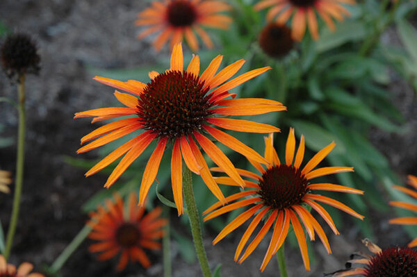 Echinacea ´Flame thrower´ (Echinacea)